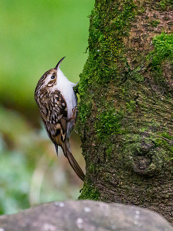 Tree Creeper