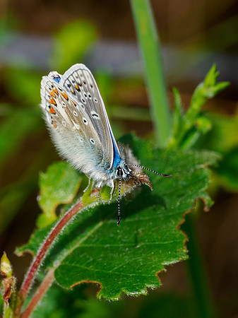 Common Blue Butterfly (Polyommatus icarus)