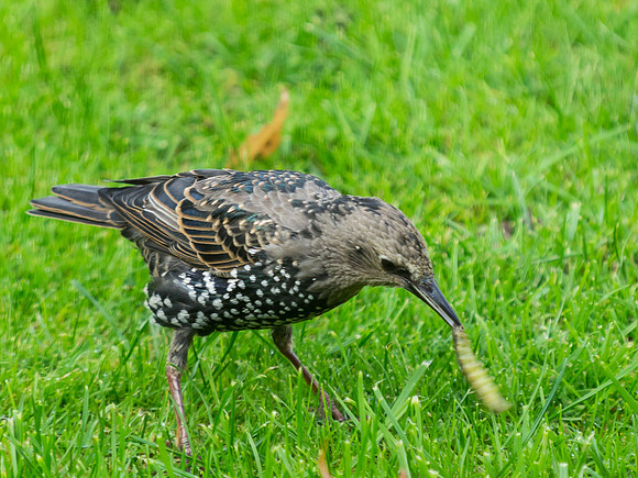 Starling with Grub