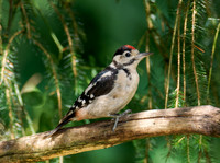 Juvenile Great Spotted Woodpecker