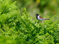 Reed Bunting