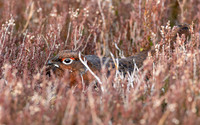 Hidden