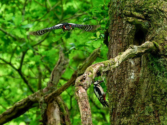 Great Spotted Woodpecker (Dendrocopos major)