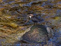 Nethy Dipper