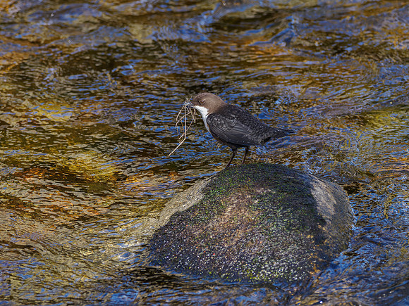 Nethy Dipper