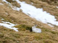 Mountain Hare