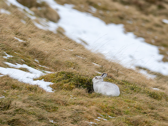 Mountain Hare