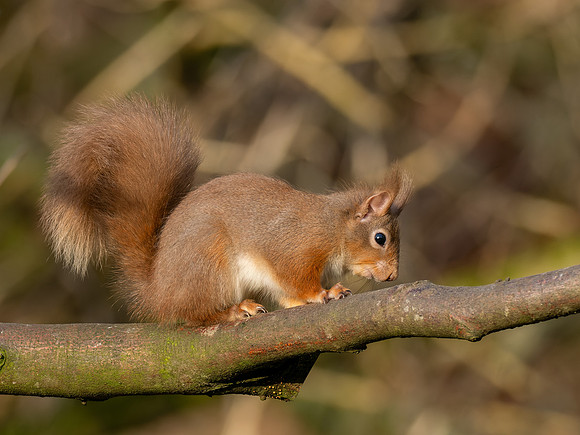 Red Squirrel