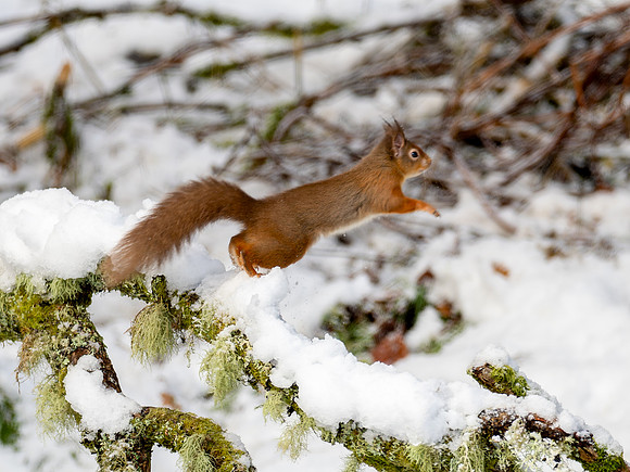 20241122-Red Squirrel-OM015525