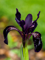 Iris chrysographes 'Black Knight'
