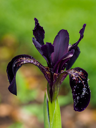 Iris chrysographes 'Black Knight'