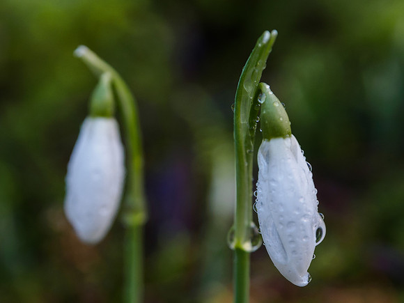 Snowdrop Soaking