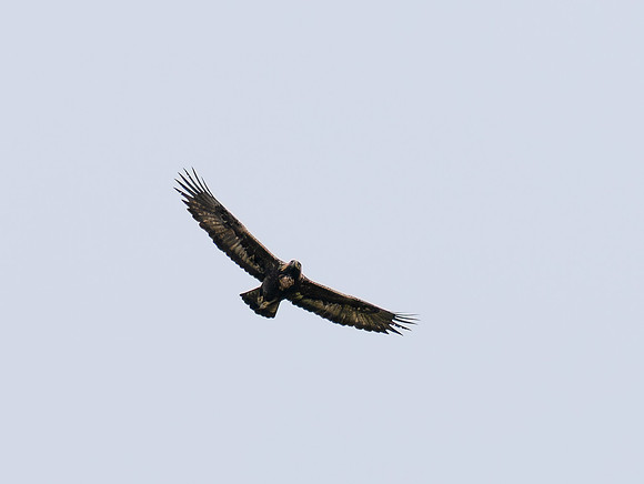 Golden Eagle (Aquila chrysaetos)
