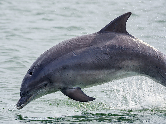 Bottlenose Dolphin (Tursiops truncatus)
