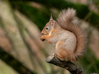 20250305-Red Squirrel-OM011796