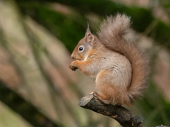 20250305-Red Squirrel-OM011796