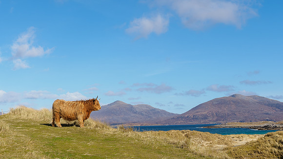Coo with a View