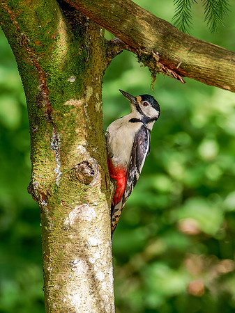 Great Spotted Woodpecker (Dendrocopos major)