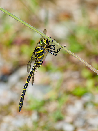 Male Golden-ringed Dragonfly