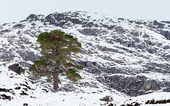 Lonesome Pine