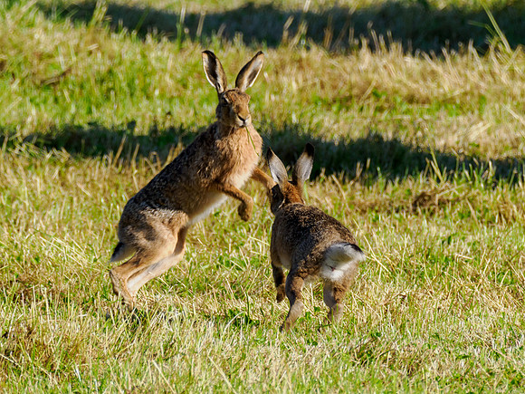 Brown Hare (Lepus europaeus)