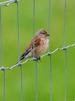Linnet