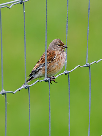 Linnet