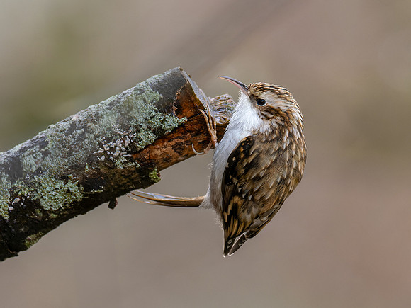 Treecreeper