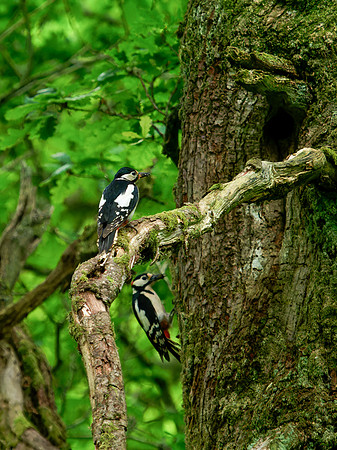 Great Spotted Woodpecker (Dendrocopos major)