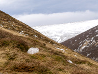 Mountain Hare in Context