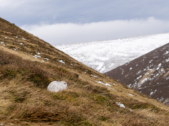 Mountain Hare in Context