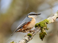Nuthatch