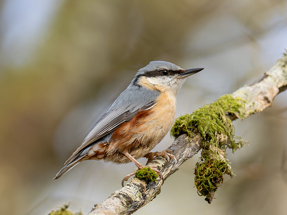 Nuthatch