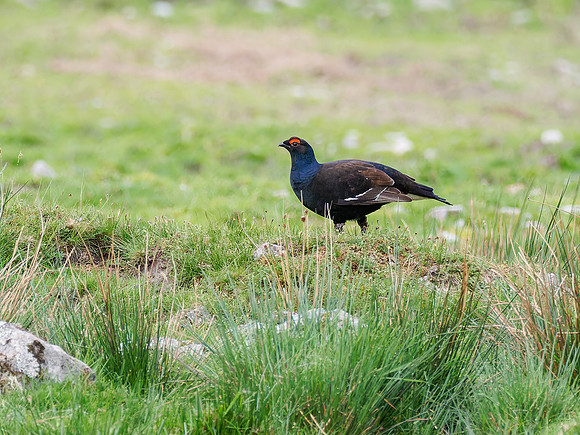 Black Grouse (Tetrao tetrix)