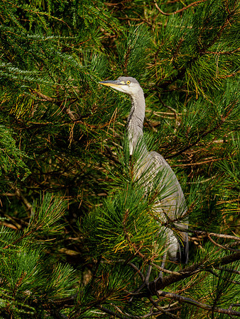Heron in Hiding