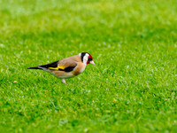 Goldfinch (Carduelis carduelis)