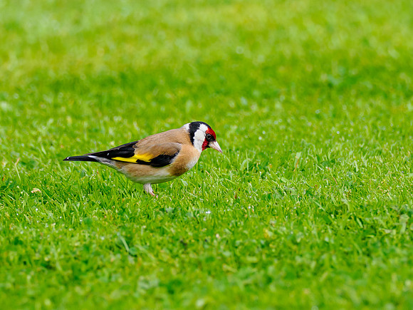 Goldfinch (Carduelis carduelis)