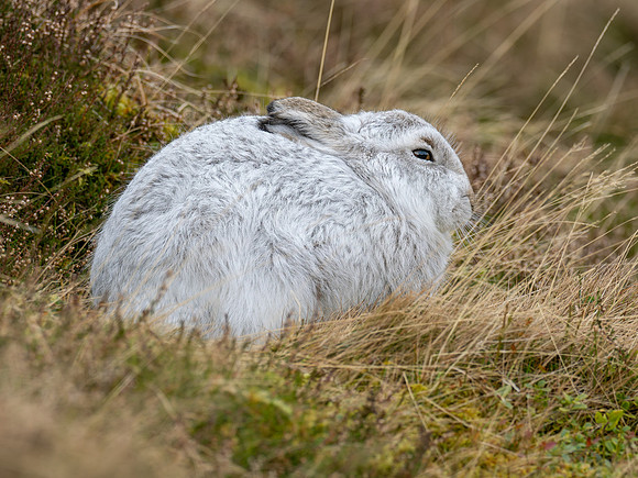 Mountain Hare