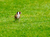 Goldfinch (Carduelis carduelis)