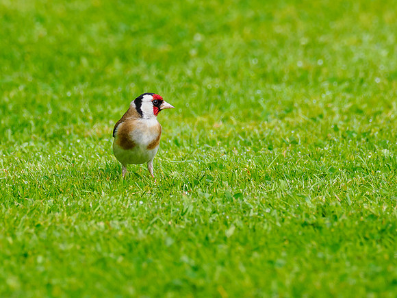 Goldfinch (Carduelis carduelis)
