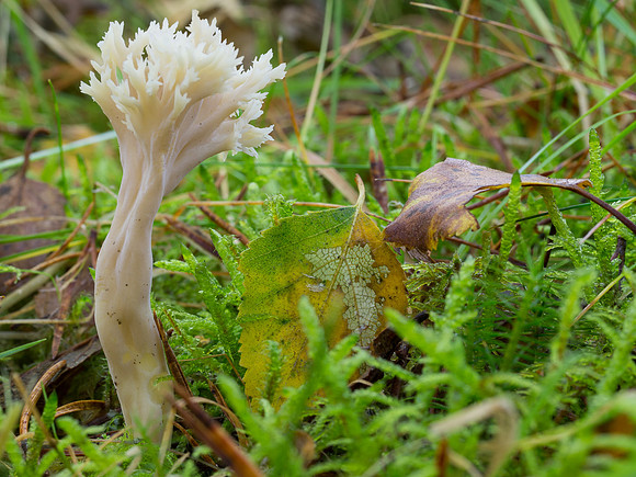 Glen Affric Close-up
