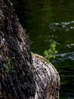 Scots Pine on the Rocks