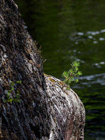 Scots Pine on the Rocks