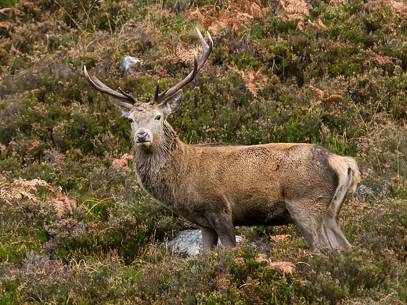 Glen Cannich Red Deer