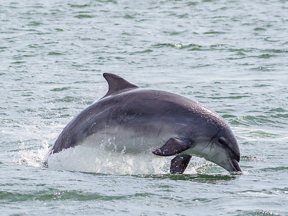 Bottlenose Dolphin (Tursiops truncatus)