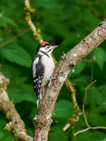Great Spotted Woodpecker (Dendrocopos major)
