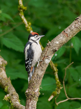 Great Spotted Woodpecker (Dendrocopos major)