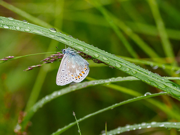 Common Blue (Polyommatus icarus)