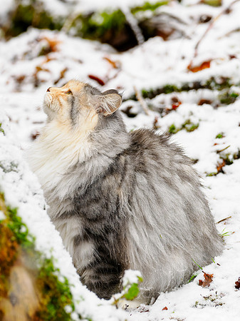 Snow Leopard...