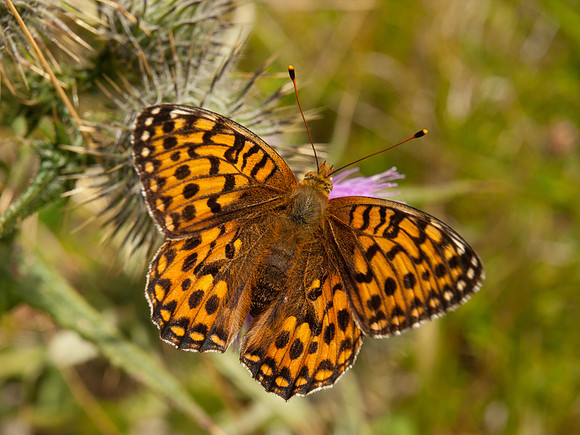 2010-08 Fritillary